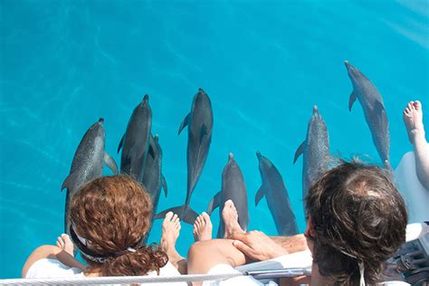 wildquest|Swimming With Wild Dolphins is Epic .